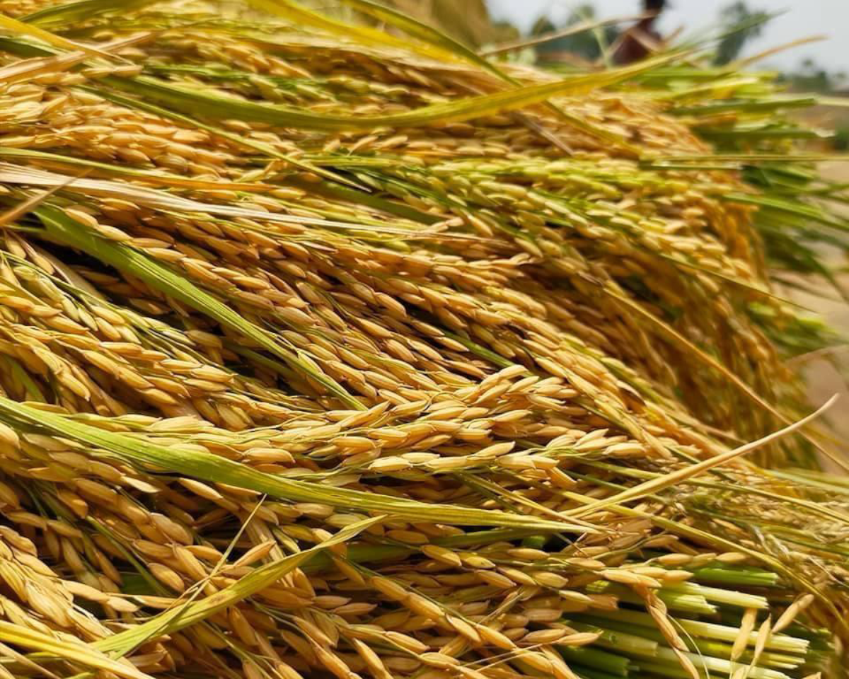 Hulhulia Agro Farm News & Blogs